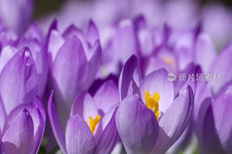 紫色春番红花(C. vernus)在特写